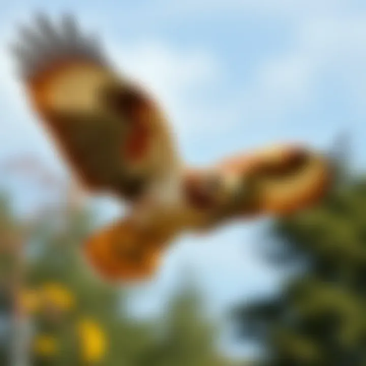 Hawk in Flight A majestic hawk soaring through the sky